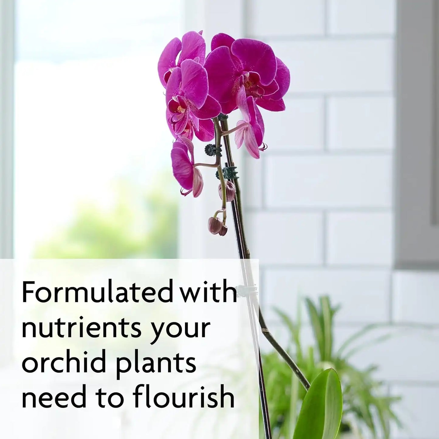 Miracle-Gro Ready-to-Use Orchid Plant Food Mist - Fertilizer Mist for Indoor Blooming Orchids - 8 fl. oz. (2 Pack)