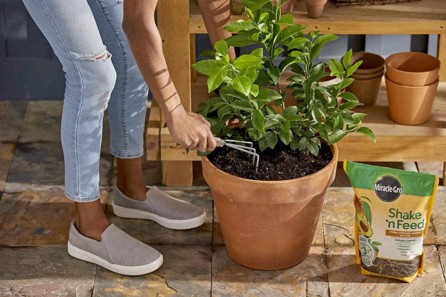 Miracle-Gro Shake 'N Feed Citrus, Avocado, Mango Plant Food - Fertilizer for Container and In-Ground Plants, Citrus, Avocado and Mango Trees, 8 lb. (Pack of 4)