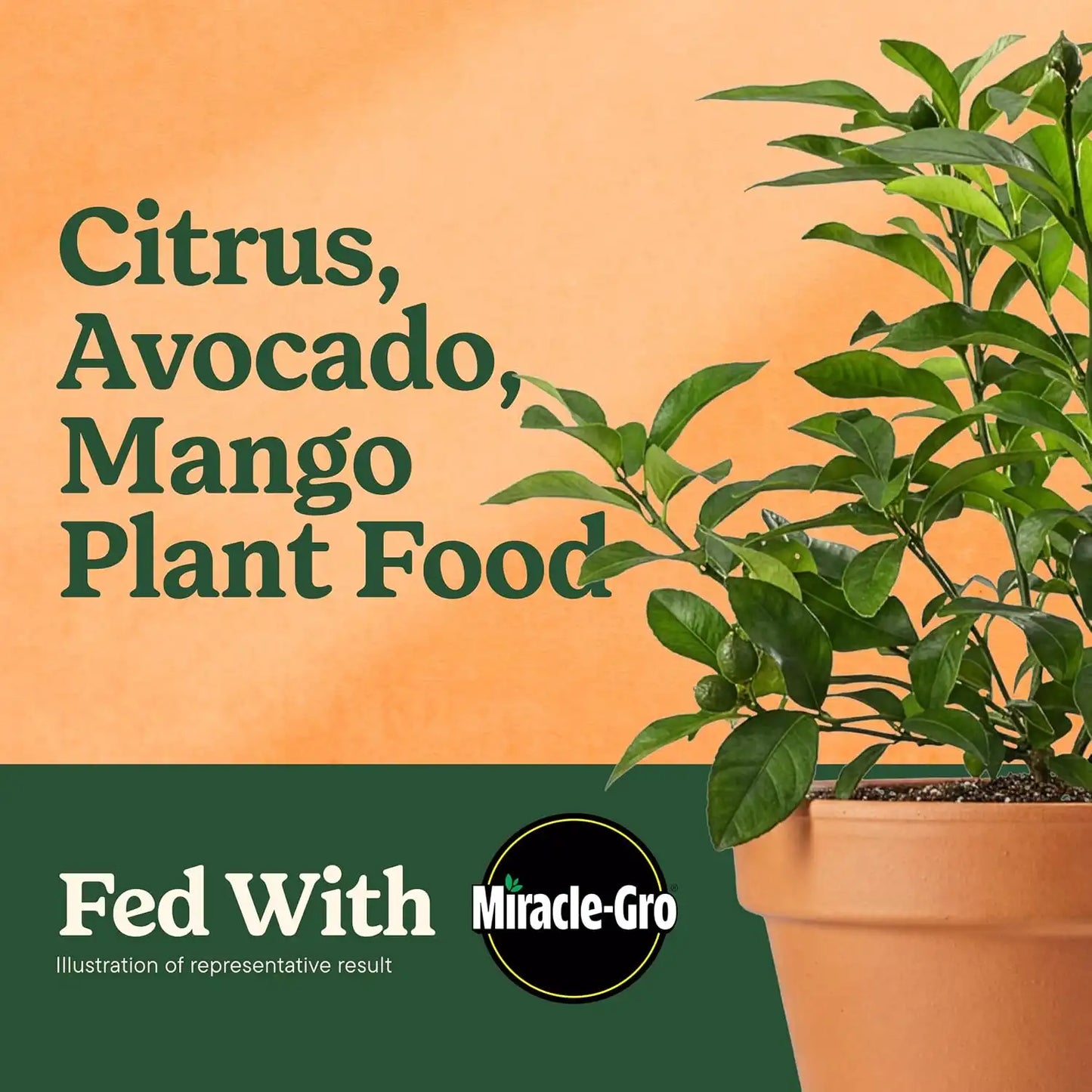 Miracle-Gro Shake 'N Feed Citrus, Avocado, Mango Plant Food - Fertilizer for Container and In-Ground Plants, Citrus, Avocado and Mango Trees, 4.5 lbs.