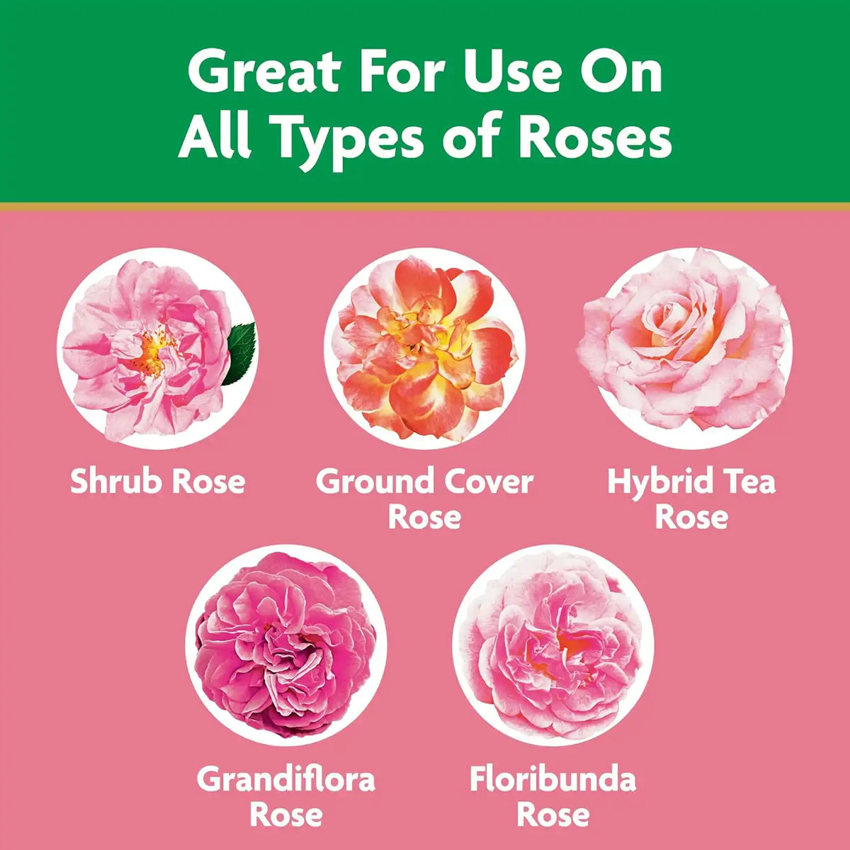 Miracle-GRO Water Soluble Rose Plant Food, 1.5 lb