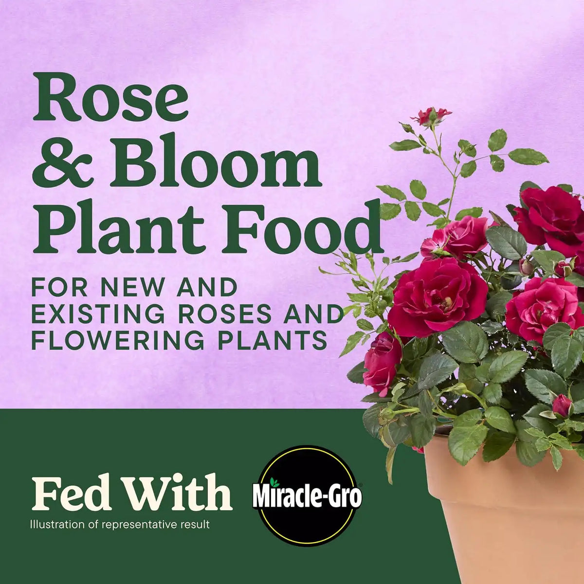 Miracle-Gro Shake 'N Feed Rose & Bloom Plant Food, 4.5 lb