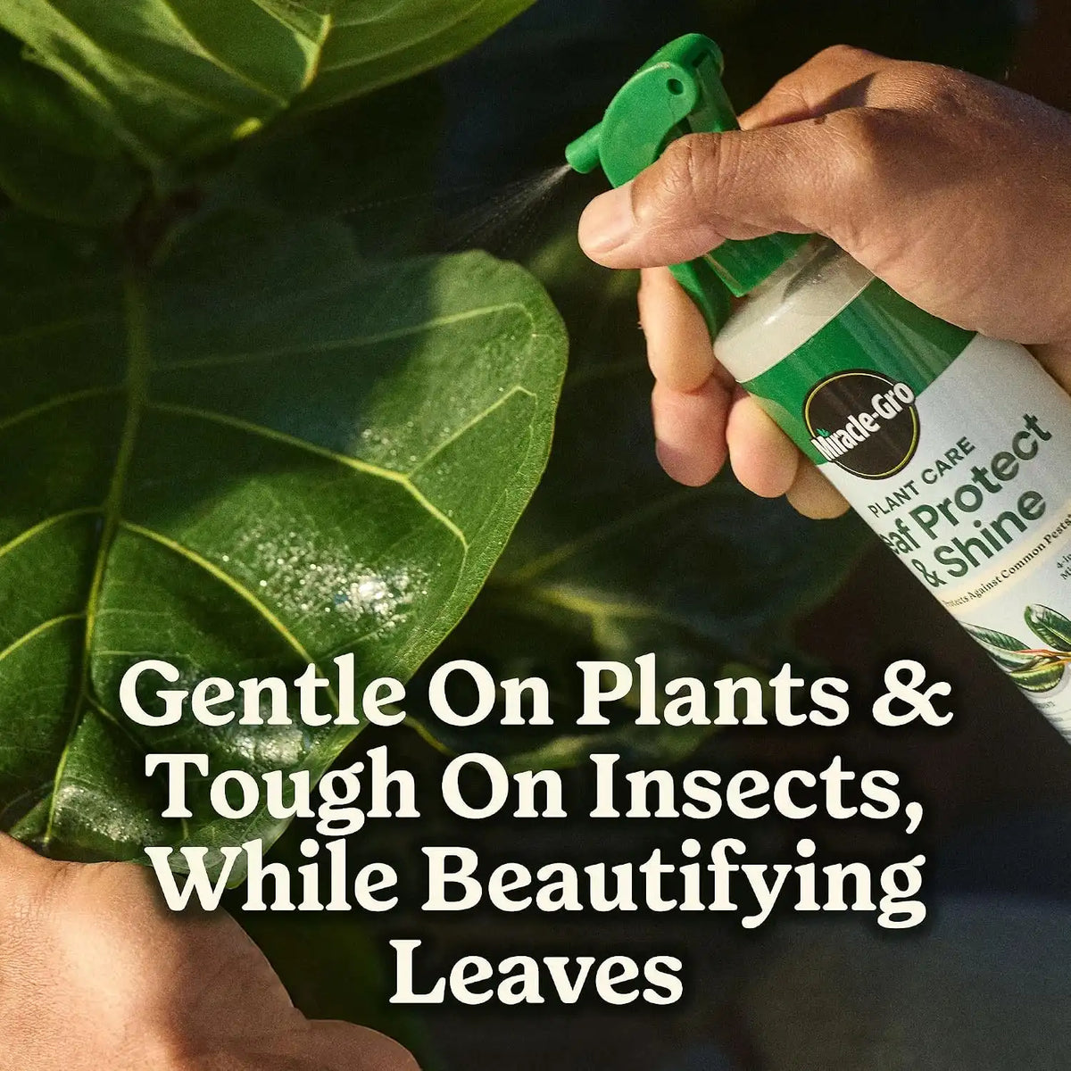 Miracle-Gro Plant Care Leaf Protect & Shine, 8 fl. oz. (2-Pack)
