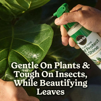 Miracle-Gro Plant Care Leaf Protect & Shine, 8 fl. oz. (2-Pack)